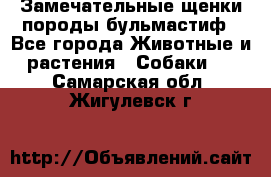 Замечательные щенки породы бульмастиф - Все города Животные и растения » Собаки   . Самарская обл.,Жигулевск г.